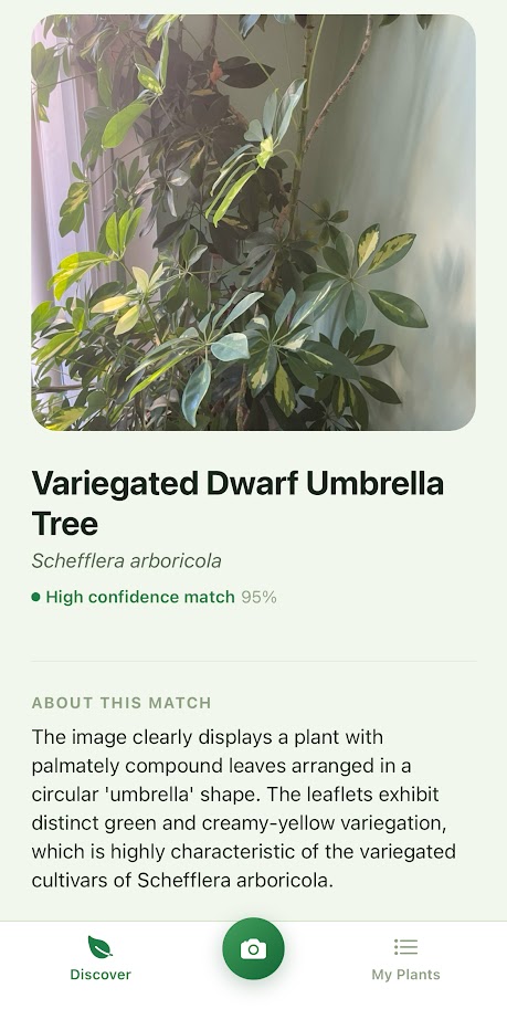 Verdia app showing a plant identification result